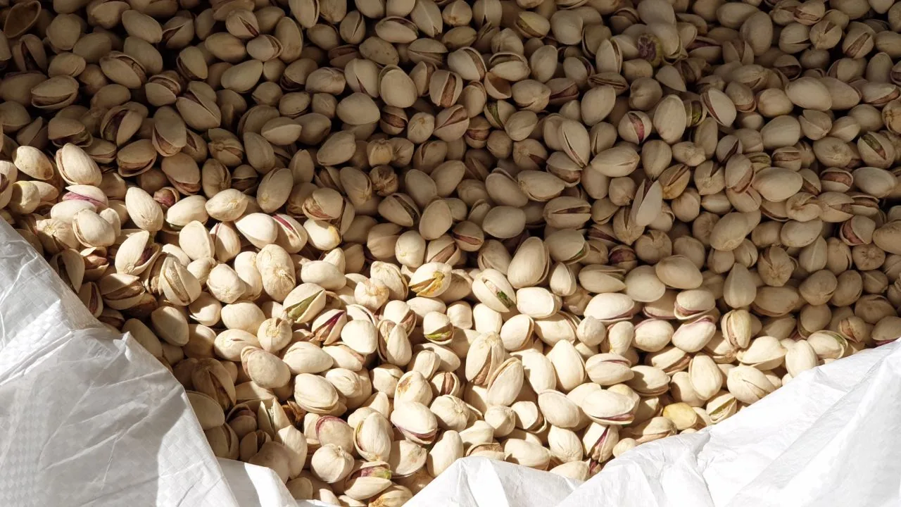 In-shell Kerman pistachios prepared for professional supply